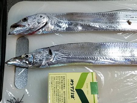 太刀魚好調で場所がない